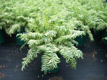 Polemonium caeruleum 'Brise d' Anjou' variegated