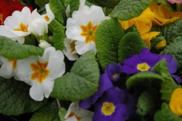 Primula 'Primrose'