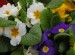 Primula 'Primrose'