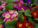 Primula 'Primrose'