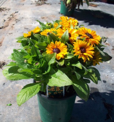 Rudbeckia 'Tiger Eyes'