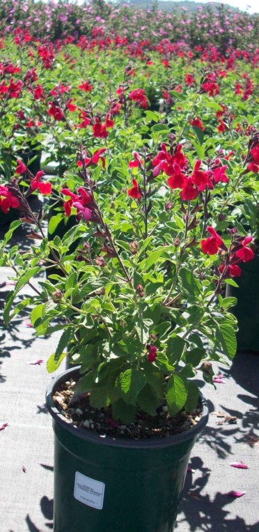 Salvia 'Mesa Scarlet'