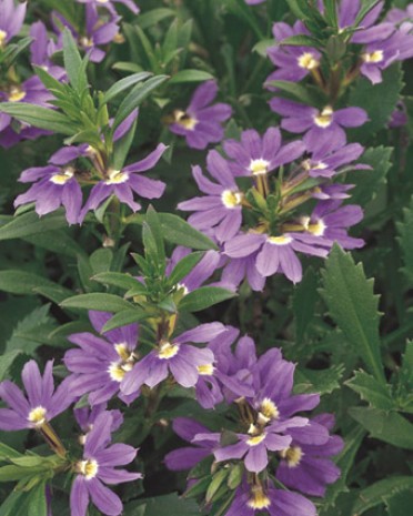 Scaevola 'Whirlwind Blue'