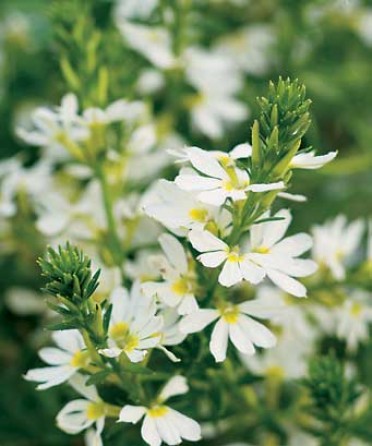 Scaevola 'Whirlwind White'