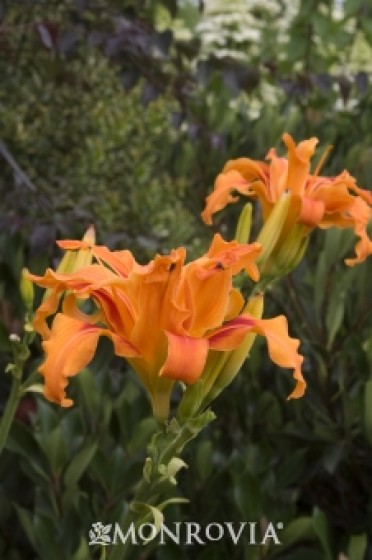 Starburst® Susie Evergreen Daylily