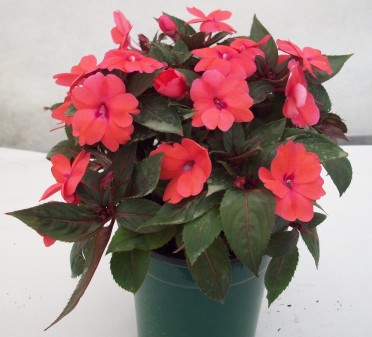 Sunpatiens 'Deep Rose'