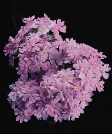 Verbena 'Babylon Light Blue'