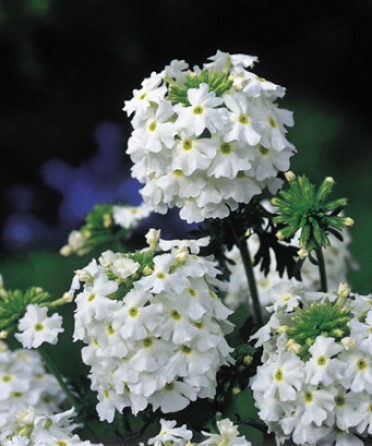 Verbena 'Babylon White'