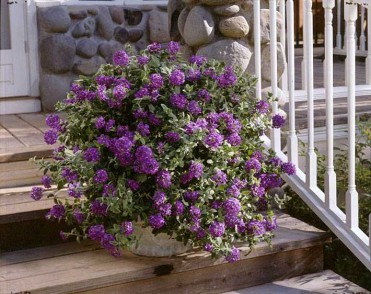 Verbena 'Temari Patio Blue'