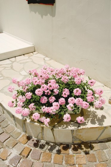 Verbena 'Temari Patio Salmon'