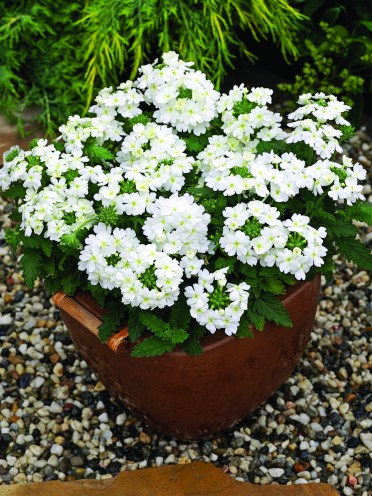 Verbena 'Tuscany White'