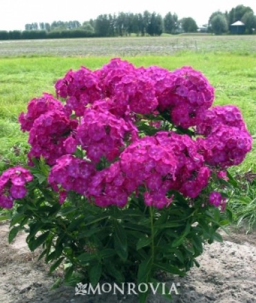 Volcano® Ruby Phlox