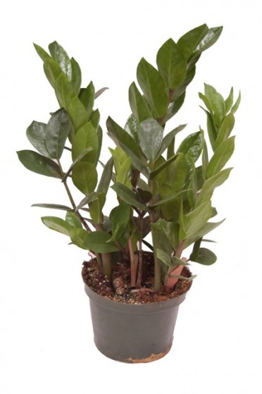 Zamioculcas zamifolia 'Eternity Plant'