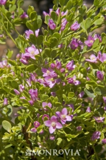 Boronia 'Shark Bay'