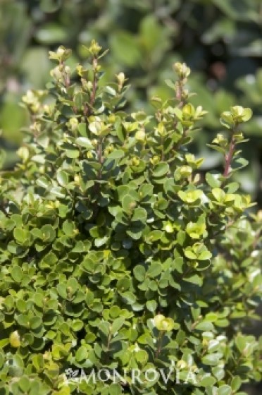 Boxwood African 