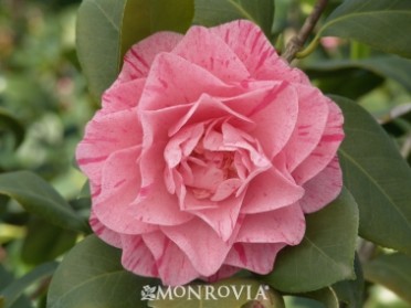 Camellia 'Carter's Sunburst'