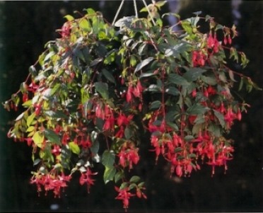 Fuchsia 'Angel Earrings Cascading'