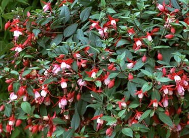 Fuchsia 'Angel Earrings Snowfire'