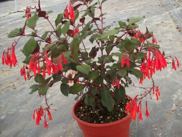 Fuchsia 'Gartenmeister Bonstedt'