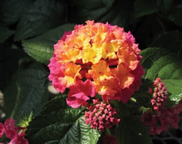 Lantana 'Tropical Temptation Mimosa'