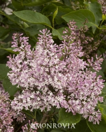 Lilac Korean 'Miss Kim'