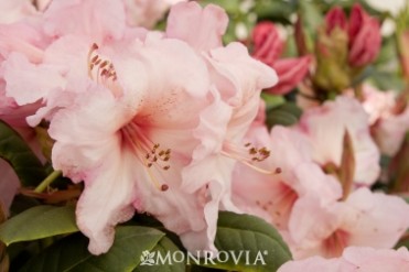 Rhododendron 'Virginia Richards'