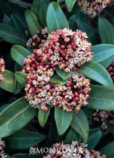 Skimmia Japanese (Male)