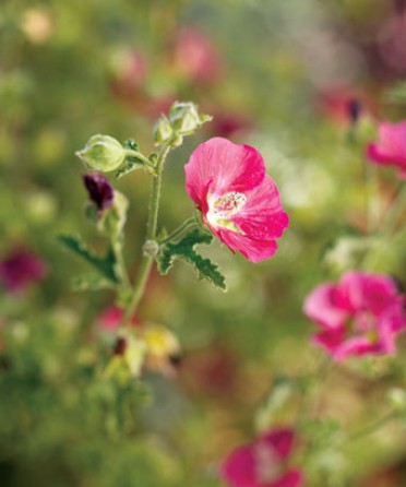 Anisodontea 'Very Cranberry'