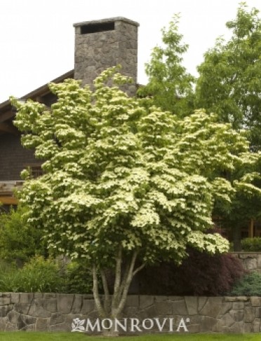 Dogwood Japanese 'Wolf Eyes'  