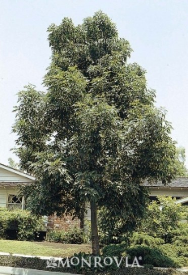 Majestic Beauty(R) Evergreen Ash