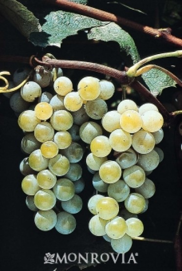 Grape 'Niagara'