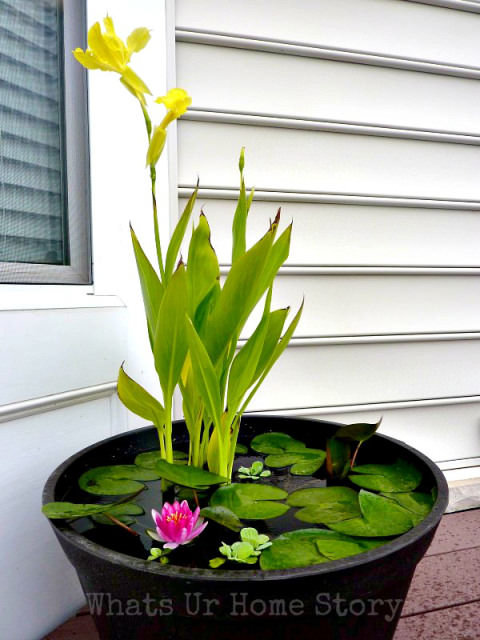 DIY-Container-Water-Garden2