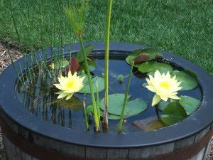 growing lilies pot