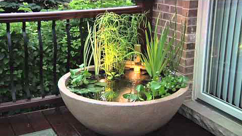 DIY container water gardens - 12