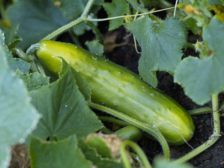 vegetable harvest