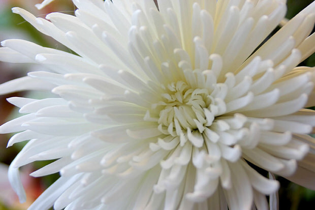 Chrysanthemums mistakes