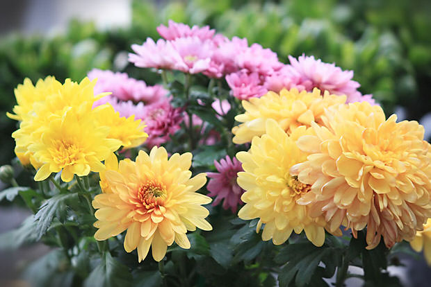 Chrysanthemums mistakes