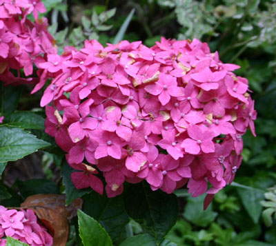 hydrangea mopheadpink