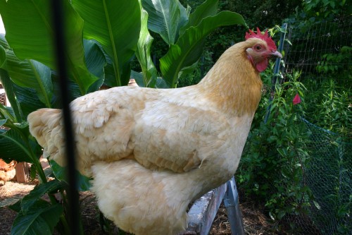 chicken 1