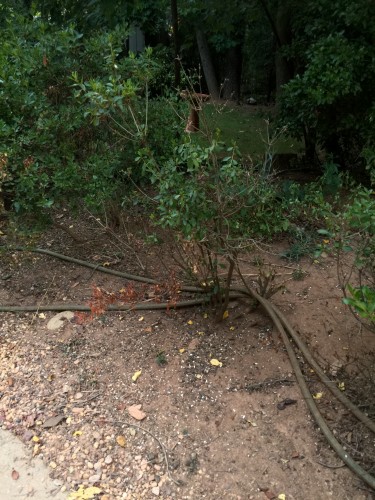 azalea drought damage 2