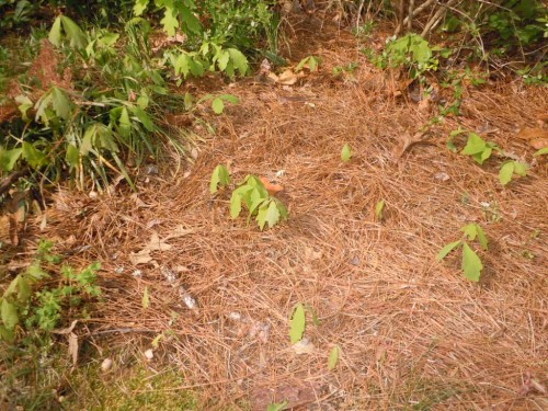 oak seedlings 1