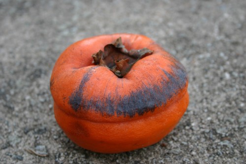 persimmon