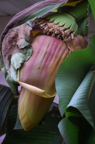 banana bloom