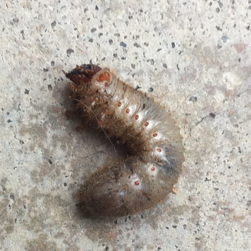 June beetle grub