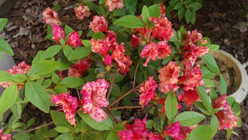 azalea ovulina petal blight 2