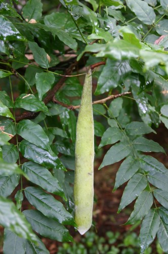 wisteria pod