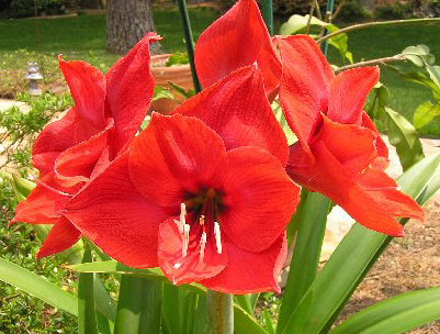 amaryllis