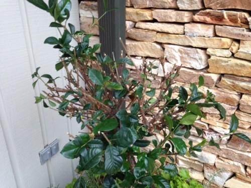 gardenia animal damage