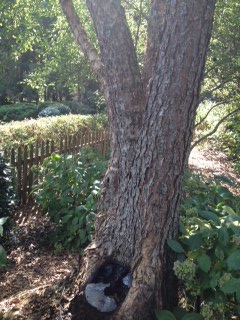 tree cavity 2