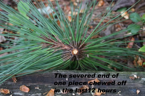 pine needle cluster 2